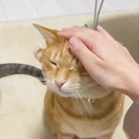 飼い主に撫でられて目を瞑っている茶トラ（両目見えてる）