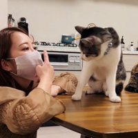 自分の顔を指差すママさんを見るサバ白猫