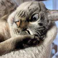 片目を閉じて横向きになっている猫の顔のアップ