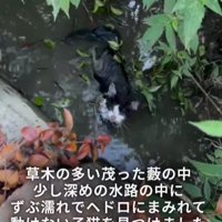 水路にいる子猫