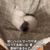 寝ている子猫