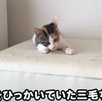 イスをひっかく三毛ちゃん