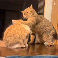 パンチする猫