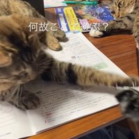 しっぽで遊ぶ猫