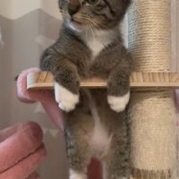 キャットタワーの穴にはまって座っている子猫