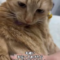 毛づくろいしている猫の体に人差し指で触れている飼い主の手