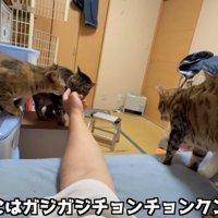 指に集まる猫たち