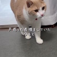 警戒している猫