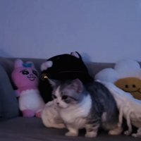 ソファで起き上がるミヌエット