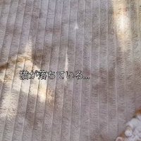 カーペットの上で眠る子猫