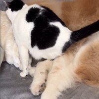 犬にすり寄っている猫