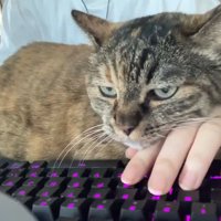 人の手に顔を乗せる猫