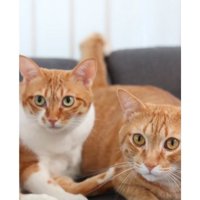 室内にいる猫たち