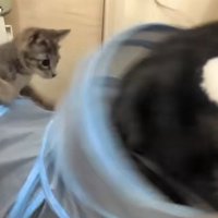トンネルに飛び掛かる子猫