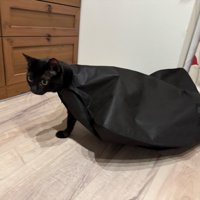 スーツカバーがついたまま歩こうとする黒猫