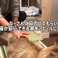 遠くから猫を見ている猫