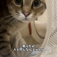 飼い主を焦った顔で見る保護猫