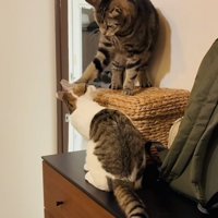 子猫を指導するキジトラ猫