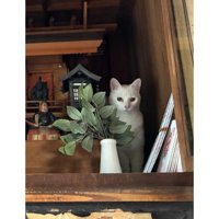 神棚にいる猫