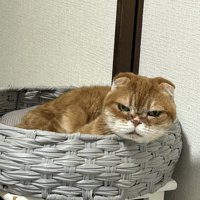猫用ベッドに入っている猫