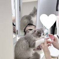 飼い主さんの手に触れる猫の写真3