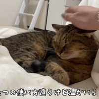 こたつ布団の上で飼い主さんに撫でられ目を細めるみにらくん