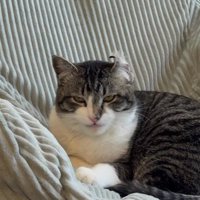 香箱座りをしている左耳がひっくり返った猫