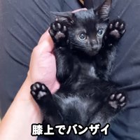 テロップ「膝上で～」