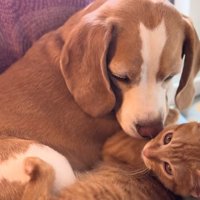 寄り添い合う犬と猫