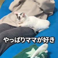人のお腹に寄りかかる子猫