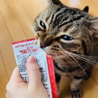 飼い主に猫用おやつをもらうアメリカンショートヘア