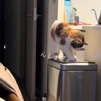 何度もホリホリする猫