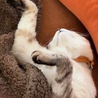 盆踊りのような姿で寝る猫