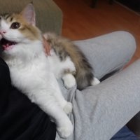 鳴くコロタくん