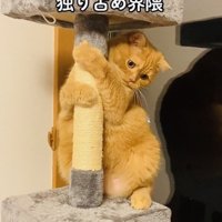 キャットタワーに抱きつくスコティッシュフォールド
