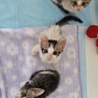 見上げる子猫たち
