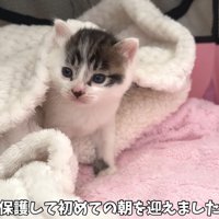 テロップ「保護して初めての～」