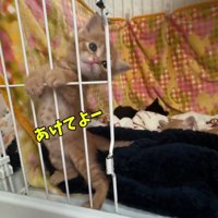 ケージの中で立つ子猫