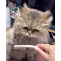 猫とブラシ