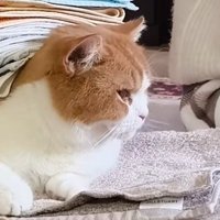 背中に洗濯物を乗せられても落ち着いた表情を浮かべる猫