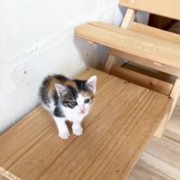 台の上にちょこんと座る三毛さん