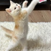 立ち上がる猫
