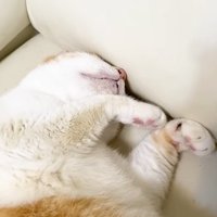 爆睡しているむぎくん