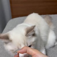 おやつを乗せた手を猫の前に差し出す女性