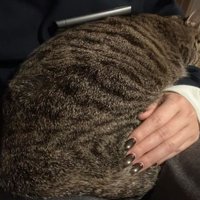 くつろいでいる猫