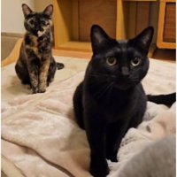 毛布にいる猫たち