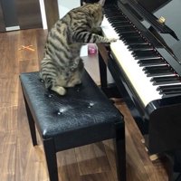 ピアノの椅子に座っている猫