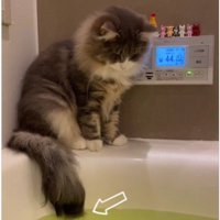 湯船の縁に座っている猫
