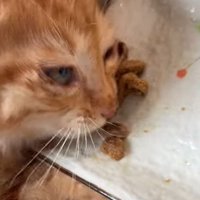 ご飯を食べる猫