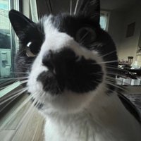 カメラのレンズを覗き込む猫のドアップ